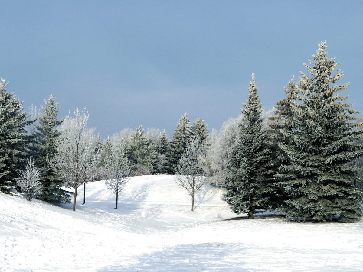 Sapins naturels enneigés au bord d'une clairière en hiver
