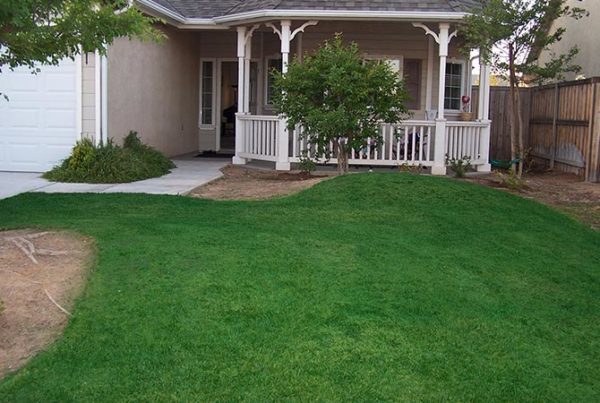 Lawn dry, yellowed, damaged, repaired, color, paint