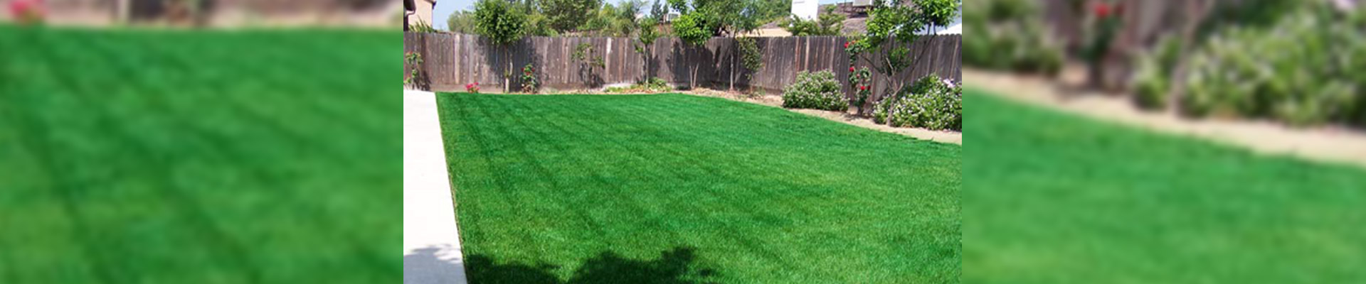 Dry or yellow grass, dry or yellowed lawn, save water, paint