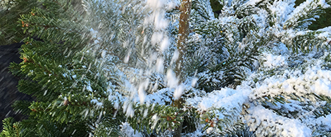So beflocken Sie einen Baum mit einer künstlichen Schneebaumspraybombe im Freien