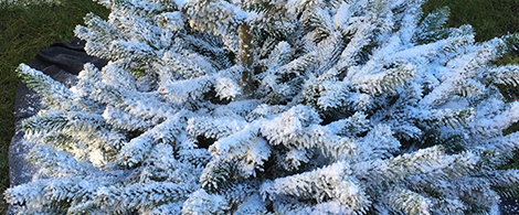 dennenboomspray - kunstsneeuwspar - nepsneeuw voor buiten - nepsneeuw voor buiten - nepsneeuw van dennen - kunstsneeuw voor buiten - sneeuw voor dennenboom