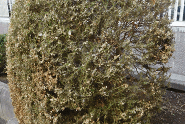 Buchsbaum von Motte angegriffen, trocken, verfärbt