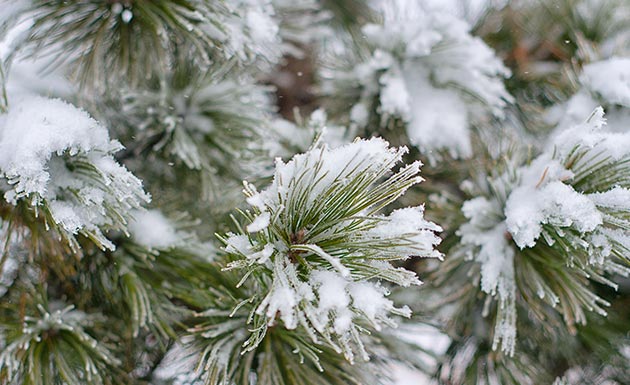Abeto ou flocagem de pinheiro Winter Color foi aplicado com spray de pinheiro