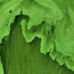 groene algen om het gazon te kleuren