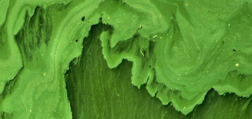 alghe verdi per colorare il prato